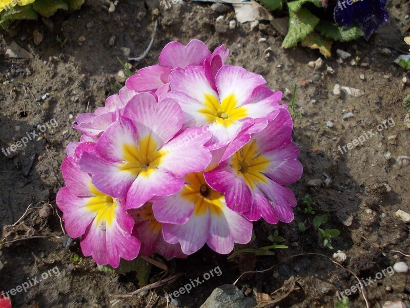 Evening Primrose Flower Pink Spring Macro