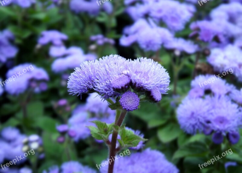 Blue V Smoke Flower Blue Nature Macro