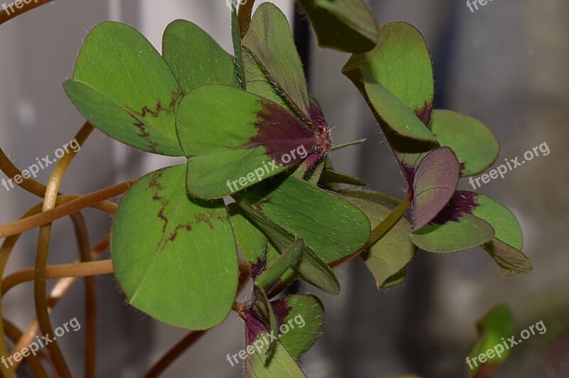 Klee Flower Close Up Nature Free Photos