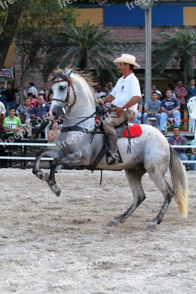 Cowboy Horse Rider Party Animal