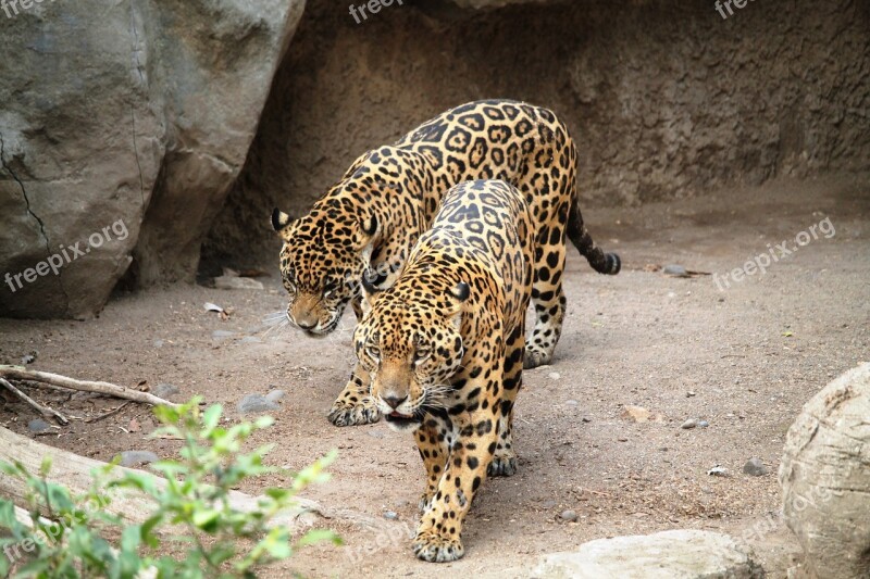 Jaguars Cats Animals Animal Nature