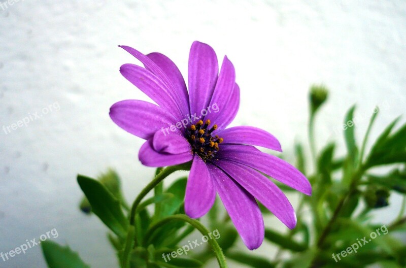 Flower Daisy Purple Flowers Macro Green