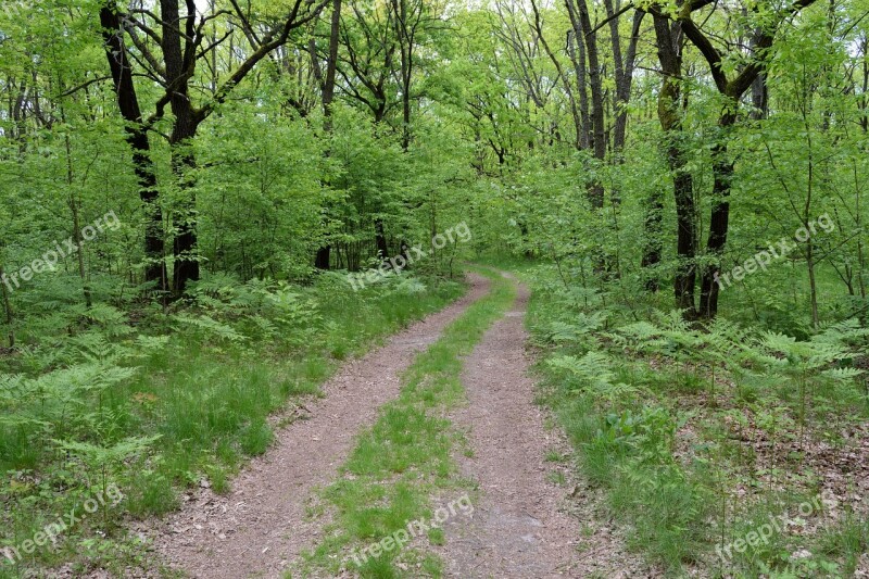 Forest Trees Nature Summer The Way