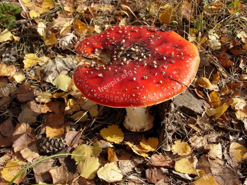 Amanita Mushroom Poisonous Mushrooms Fly Agaric Red Forest