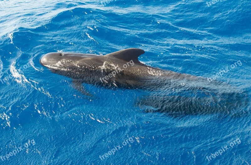 Whale Pilot Ocean Fish Free Photos