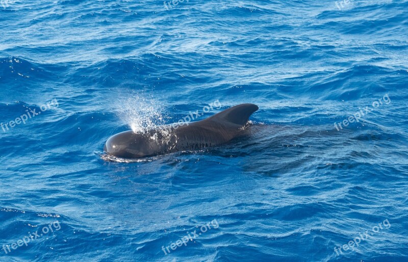 Whale Pilot Ocean Fish Free Photos