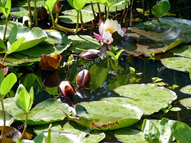 Flower Water Lily Aquatic Plant Aquatic White Water Lily