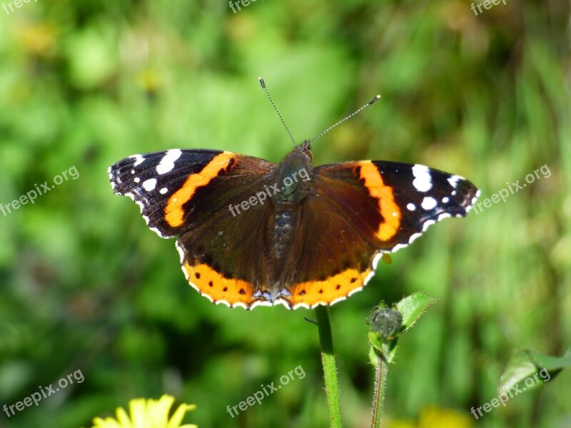 Insect Butterfly Vulcan Vanessa Atalanta Free Photos