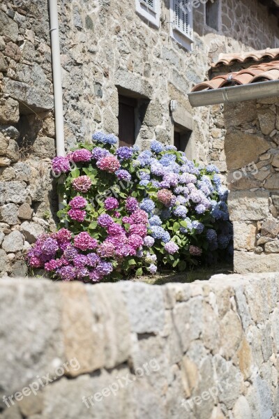 Hydrangeas Village Corsican Pierre Free Photos