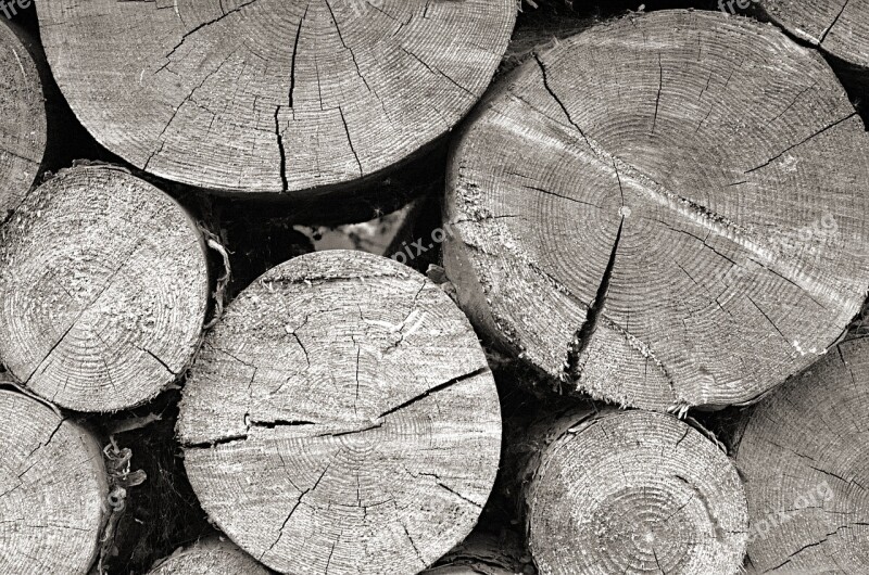 Wood Holzstapel Firewood Strains Tree Trunks