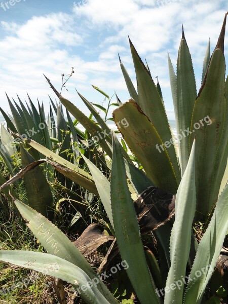 Agave Plant Mar Beach Beach Towers