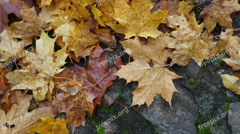 Autumn Leaves Colors Of Autumn Golden Autumn Fall Foliage