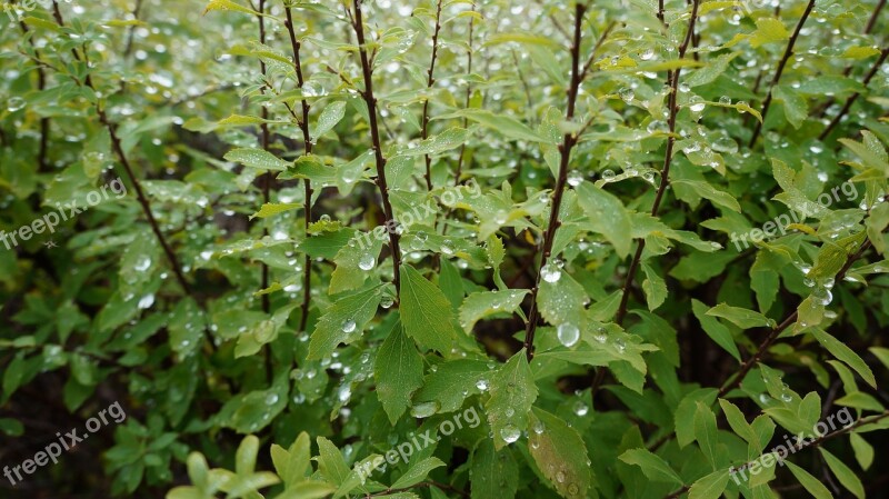 Morgentau Ripe Nature Dewdrop Beaded