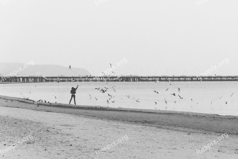 Shore Man Birds Feeding Jumping