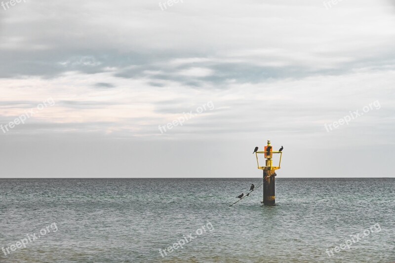 Sea Birds Pole Nature Water