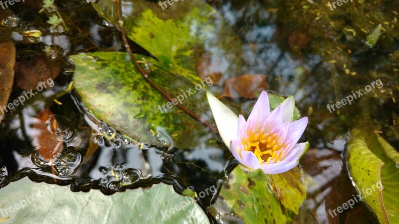 Flower Water Botanical Garden Free Photos