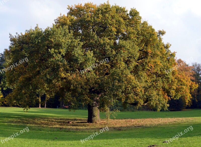 Deciduous Tree Tribe Aesthetic Log Branches