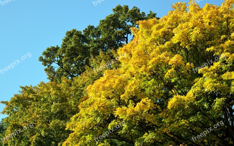 Deciduous Tree Deciduous Trees Forest Leaves Green