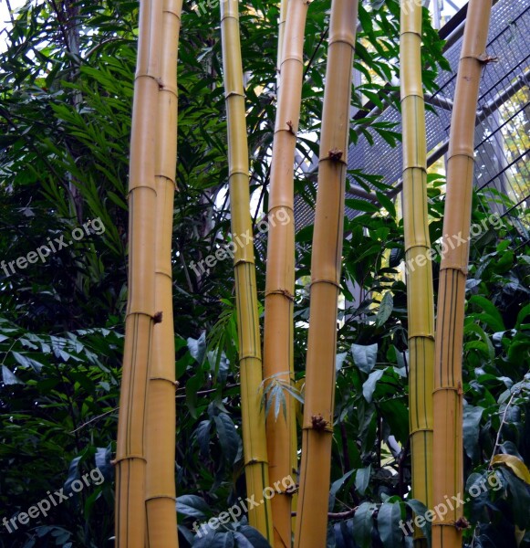 Bamboo Tropical Bamboo Plants Giant Bamboo Asia