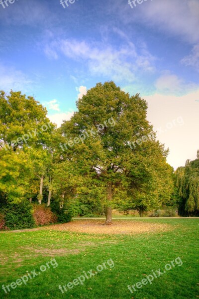 Tree Autumn Fall Leaves Nature