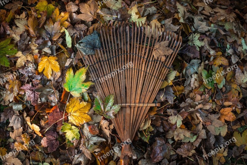 Garden Leaves Raking Leaf Nature