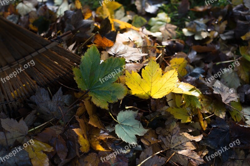 Garden Leaves Raking Leaf Nature