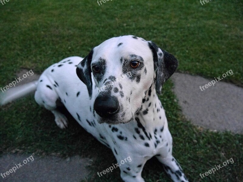 Dog Dalmatians White Black Free Photos