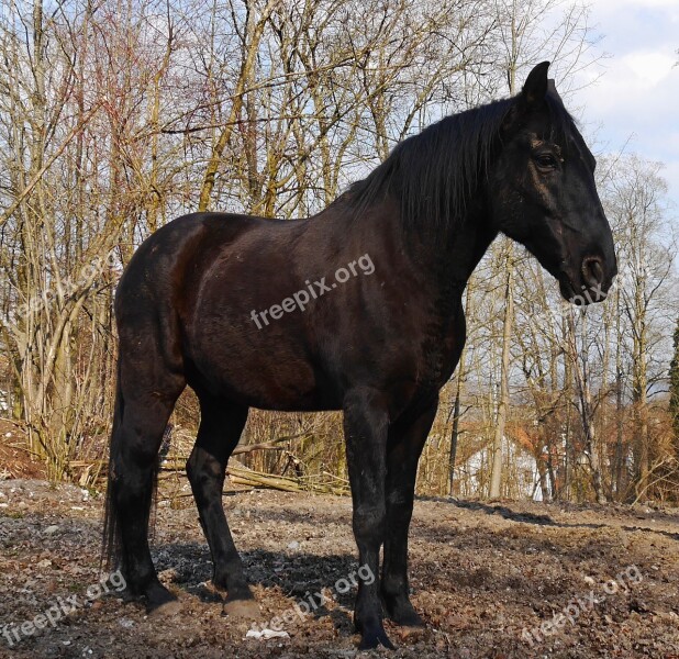 Horses Paddock Animal Free Photos