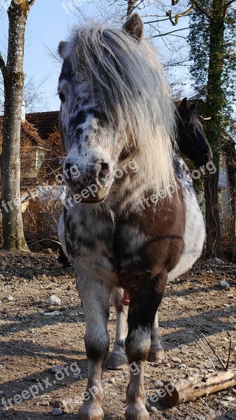 Horse Paddock Pasture Animal Free Photos