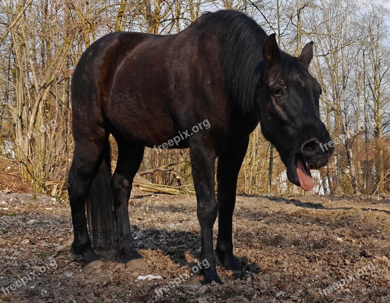 Horses Paddock Animal Coughing Horse Free Photos