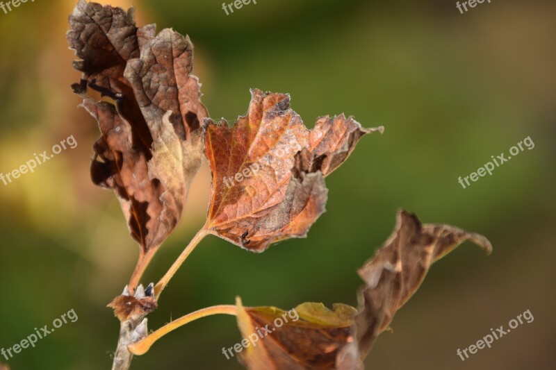 Leaves Dry Nature Autumn Brown