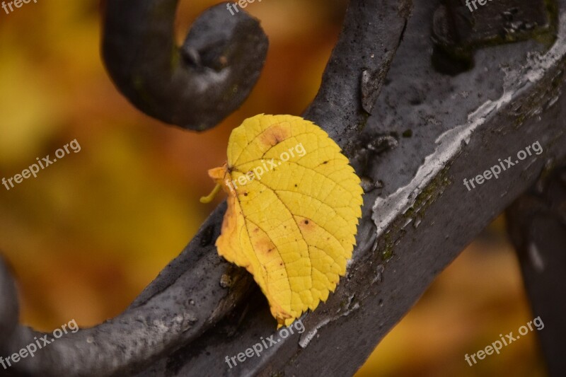 Leaf Autumn Sheet In The Autumn Transience Metal