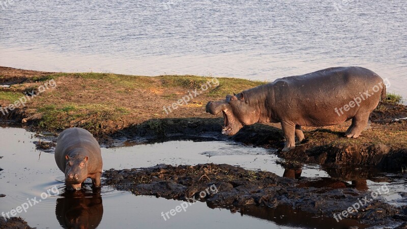 Botswana Hippos Hopo Mother And Child Wild Animal