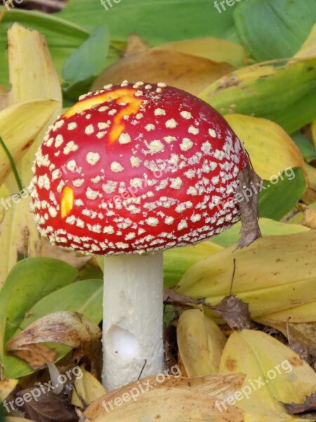 Fly Agaric Toxic Nature Red Spotted