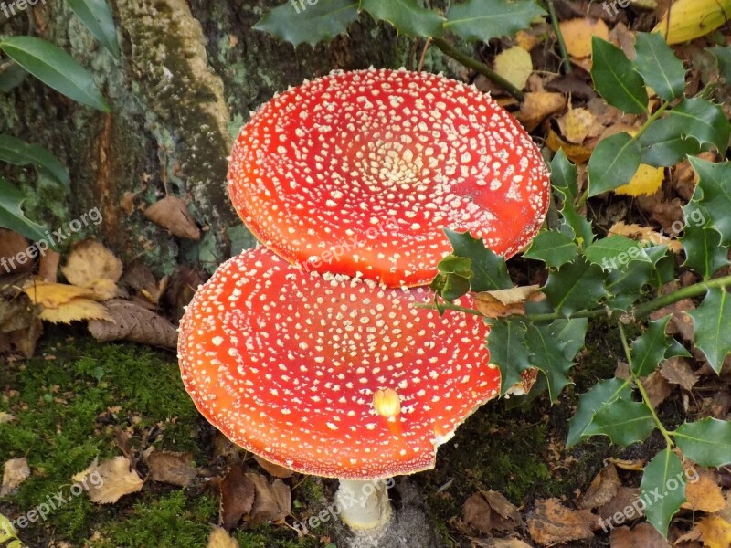 Fly Agaric Toxic Nature Red Spotted