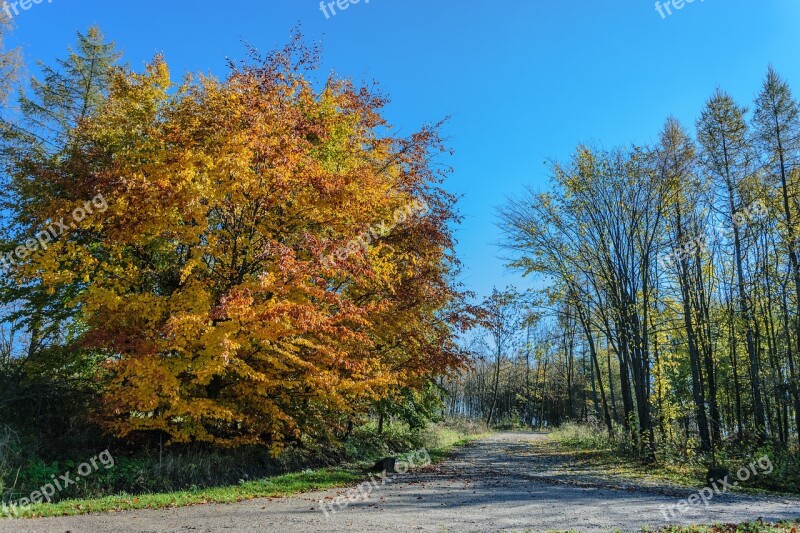 Autumn Tree Park Sky Way