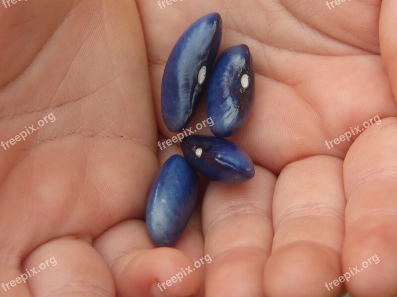 Jewish Seeds Hand Blue Free Photos