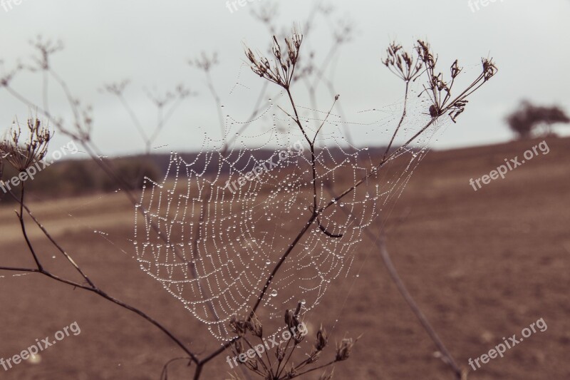 Cobweb Web Spider Nature Case