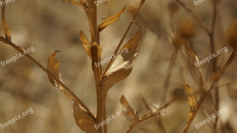 Leaf Leaves Dry Dried Arid