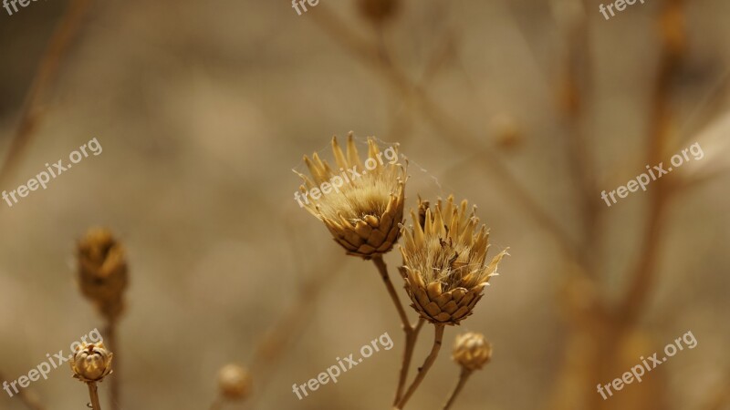 Thistle Dry Dried Arid Brown