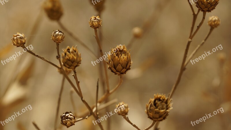 Thistle Flower Dried Dry Arid