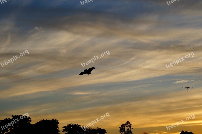 Bat Flight Fly Air Clouds