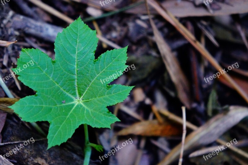 El Salvador Leaves Nature Green Botany