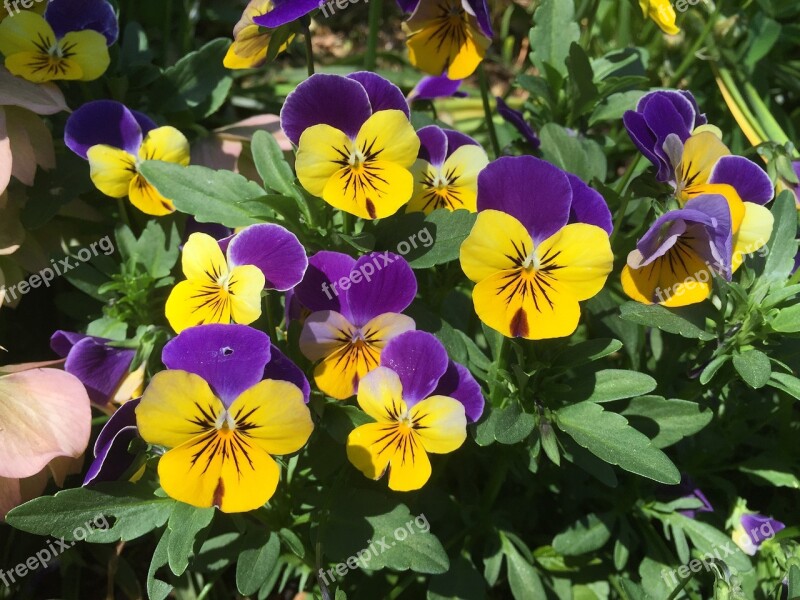 Flowers Spring Pansies Pansy Small