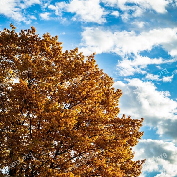 Autumn Oak Sky Weather Oak Leaves