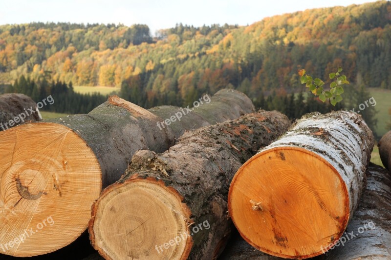 Wood Trees Strain Forest Tree Bark