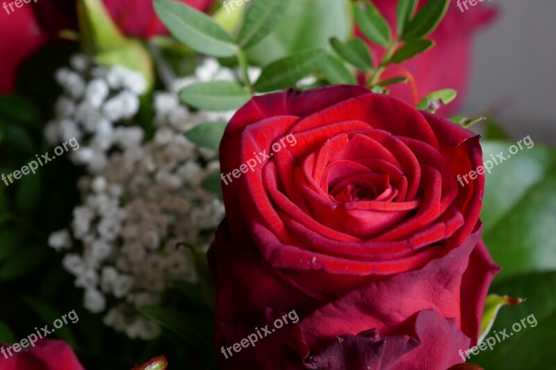 Rose Red Red Rose Strauss Love