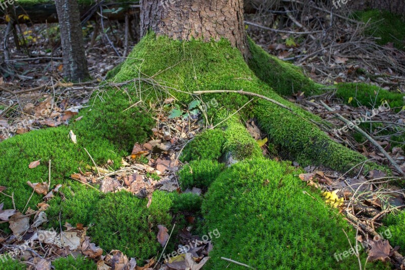 Root Tribe Moss Tree Log