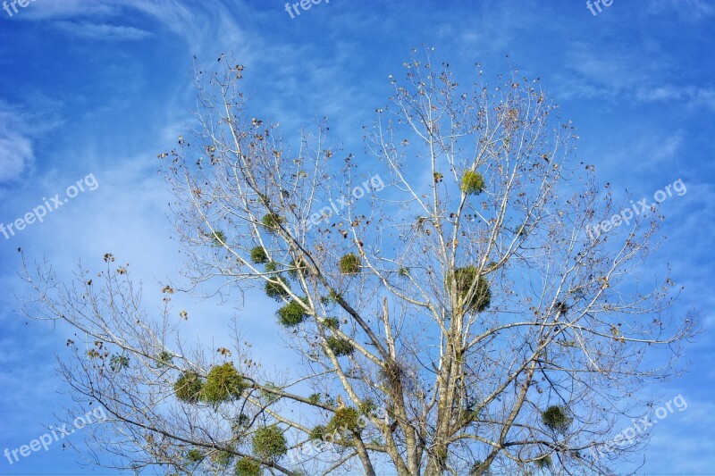 Mistletoe Halbschmarotzer Tree Parasite Green Autumn