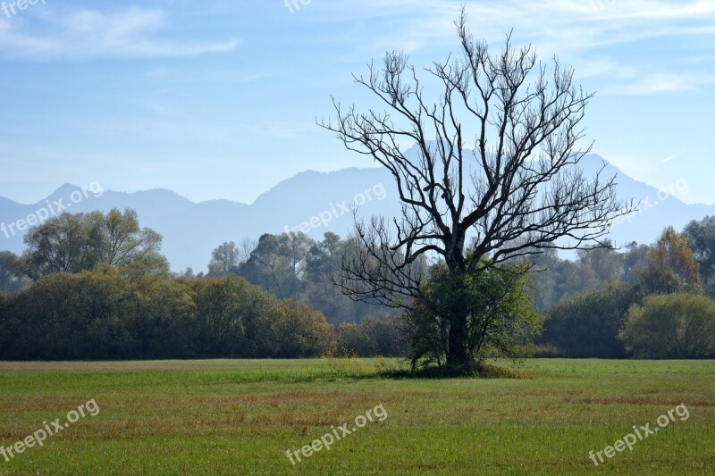 Autumn Tree Individually Meadow Withers